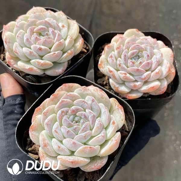 Echeveria Cappuccino - Image 2