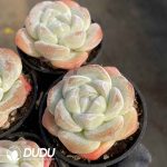 Echeveria Ice Jade - Image 2