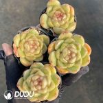 Echeveria Blue Water Ghost - Image 2