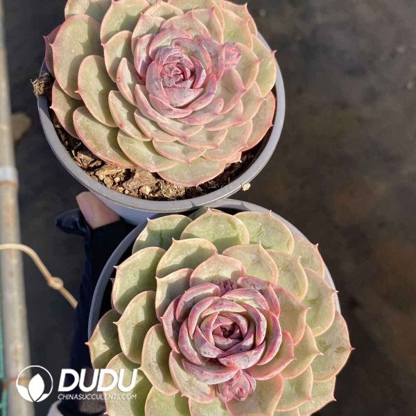 Echeveria Candy Heart Ansno - Image 2