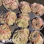Echeveria Candy Heart Ansno Double head - Image 2