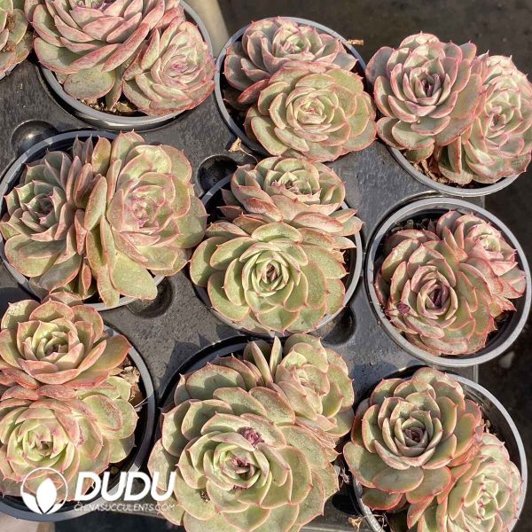 Echeveria Candy Heart Ansno Double head - Image 2