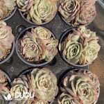 Echeveria Candy Heart Ansno Clustering - Image 2