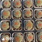 Echeveria 0004 - Image 2