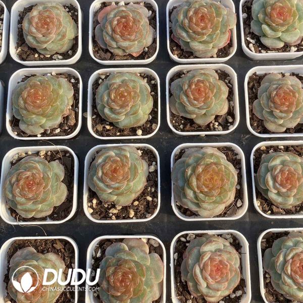 Echeveria 0004 - Image 2