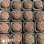 Echeveria 22QS-1008 - Image 2