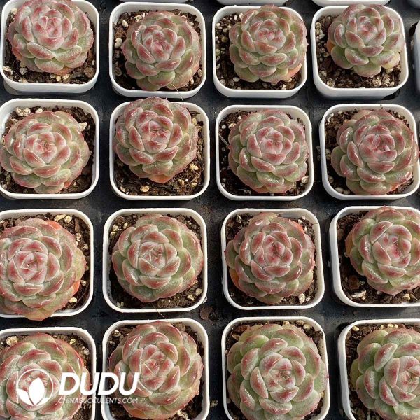 Echeveria 22QS-1008 - Image 2