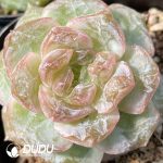 Echeveria Candy Heart S40 - Image 2