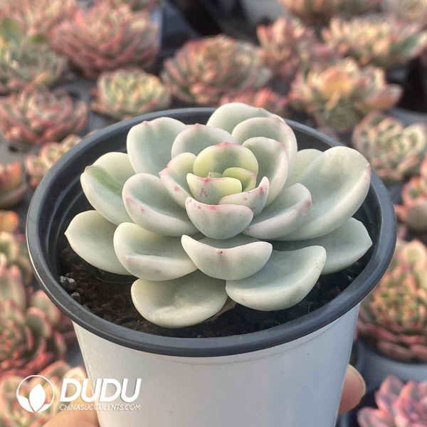 Echeveria Friendship Variegated - Image 2