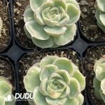 Echeveria Shrimp Dumpling - Image 2