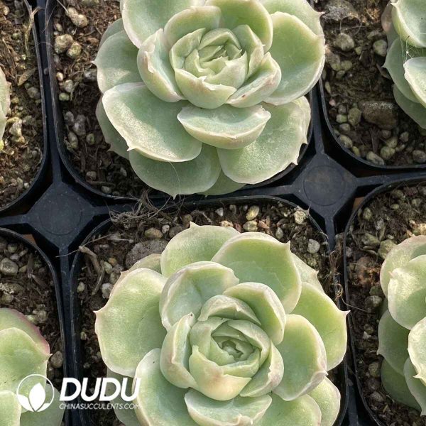 Echeveria Shrimp Dumpling - Image 2