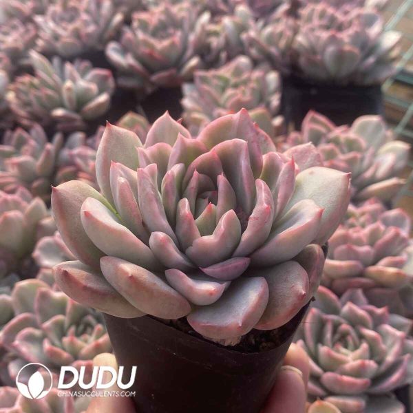 Echeveria Agavoides Floriana Variegated - Image 2