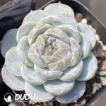 Echeveria Milk Cap - Image 2