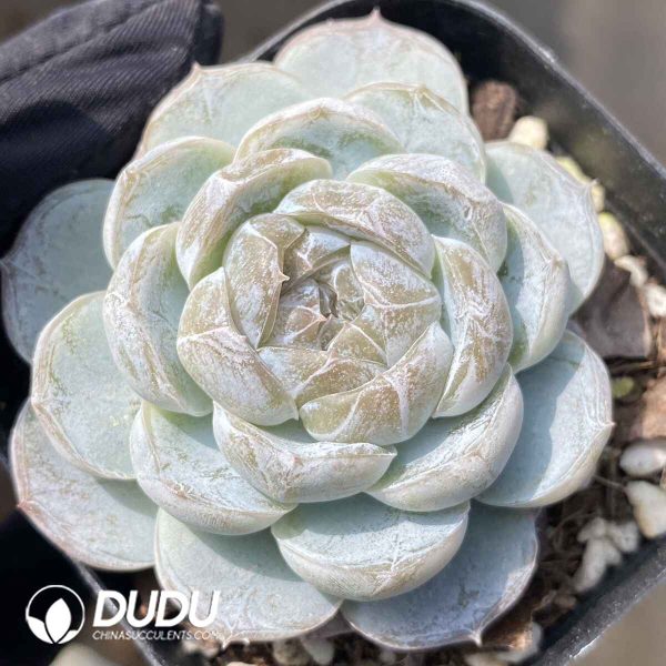 Echeveria Milk Cap - Image 2