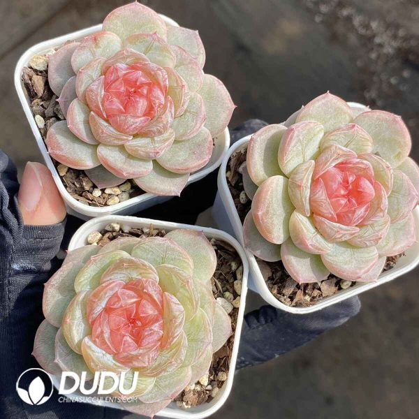 Echeveria 22YS-1008 - Image 2