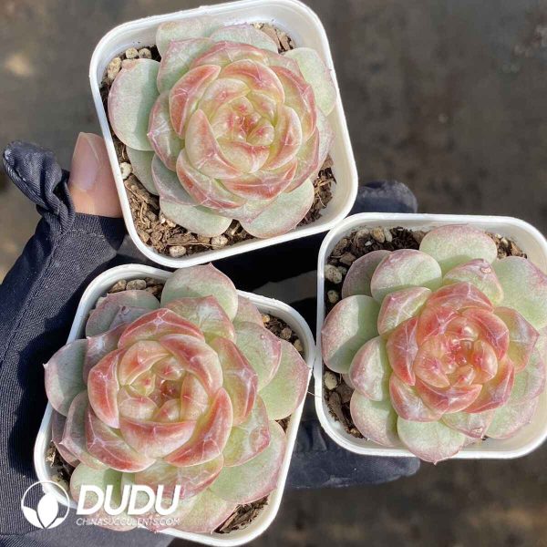 Echeveria Sweet Tea - Image 2