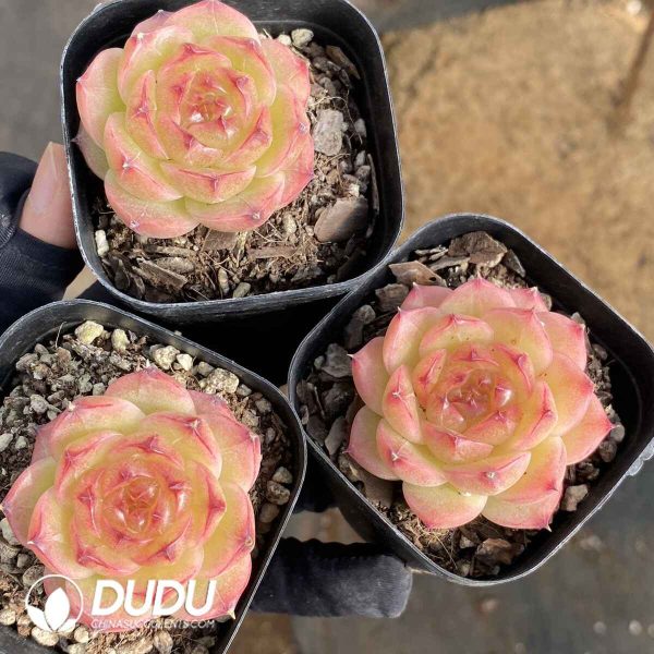 Echeveria Yuhui Jenny - Image 2