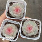 Echeveria Sugar Heart 6150 - Image 2