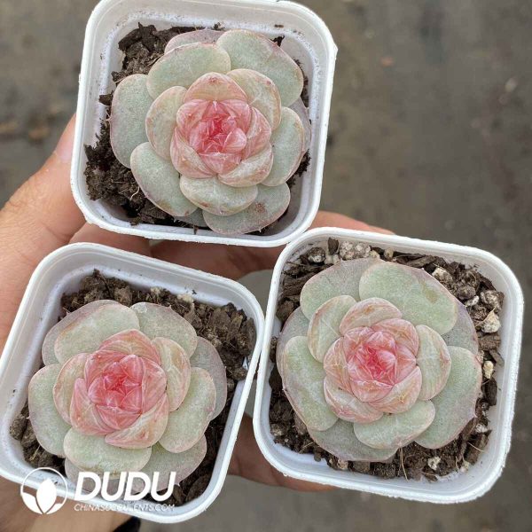 Echeveria Sugar Heart 6150 - Image 2