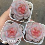 Echeveria Sugar Heart F18 - Image 2