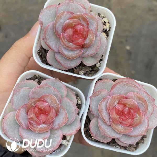 Echeveria Sugar Heart F18 - Image 2