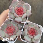 Echeveria Sugar Heart 7003 - Image 2
