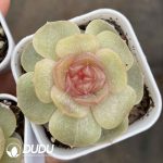 Echeveria Sugar Heart 6026 - Image 2