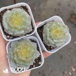 Echeveria Marigold - Image 2