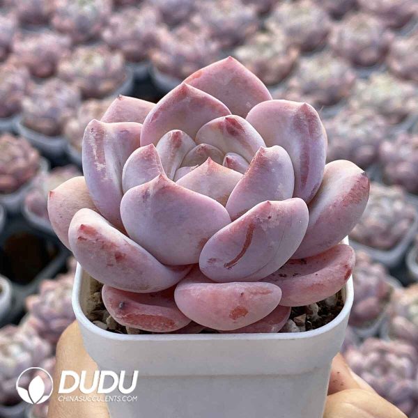 Pachyveria Perfume Milk - Image 2