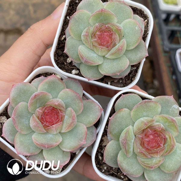 Echeveria Sugar Heart 6024 - Image 2