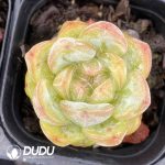 Echeveria Stars Jenny - Image 2