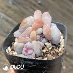 Echeveria Snow Porcelain - Image 2