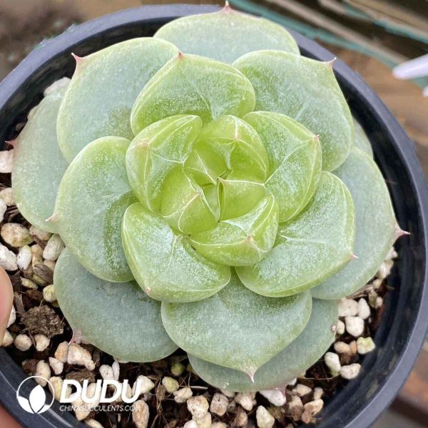 Echeveria Green Bodhi - Image 2