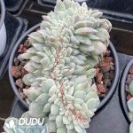 Echeveria Sugar Heart Cristata - Image 2
