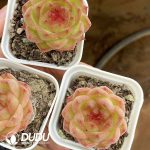 Echeveria Y-52 - Image 2