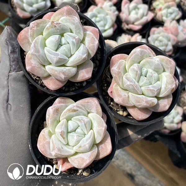 Echeveria Jade Butterfly - Image 2