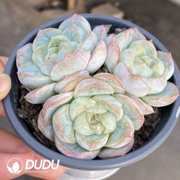 Echeveria Machido Clustering - Image 2