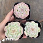 Echeveria Dream Barbie - Image 2