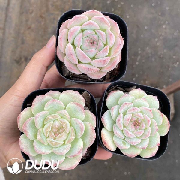 Echeveria Dream Barbie - Image 2
