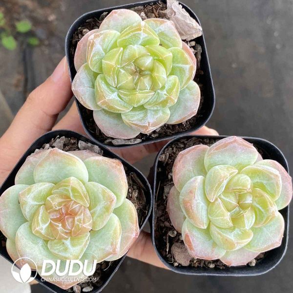 Echeveria Sweet Heart Dream - Image 2