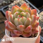 Echeveria Baguio Hybrid - Image 2