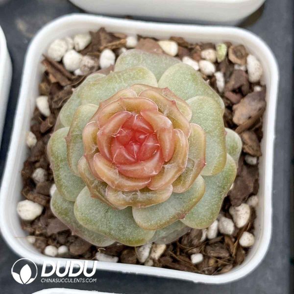Echeveria Colorful Lovers - Image 2