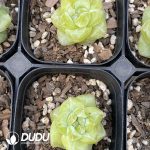 Echeveria Coral Island - Image 2