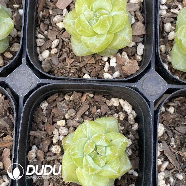 Echeveria Coral Island - Image 2