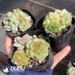 Echeveria Color Lover Cluster - Image 2