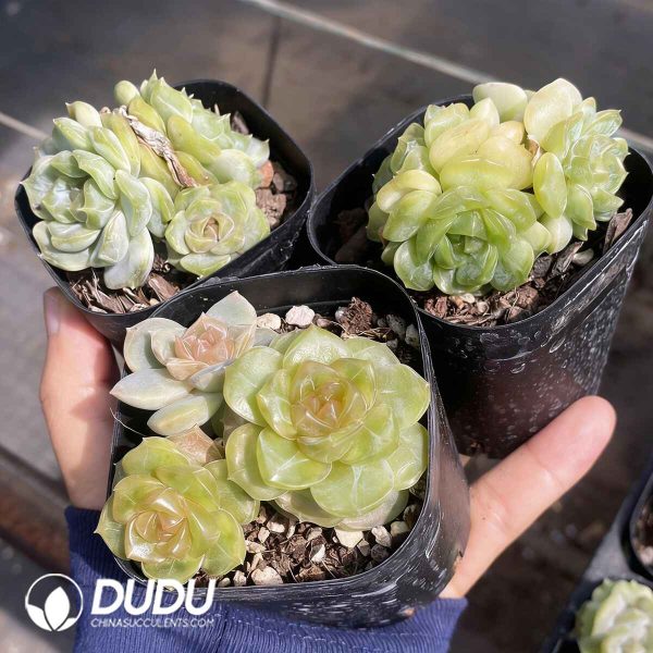 Echeveria Color Lover Cluster - Image 2