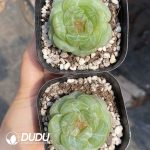 Echeveria Sugar Heart 0011 - Image 2