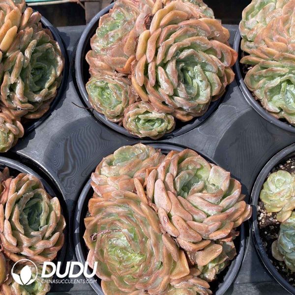 Echeveria Crystal Melt Cluster - Image 2