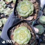 Echeveria White Lover - Image 2