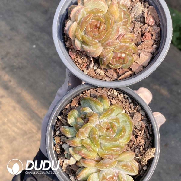 Echeveria Red Lover Cluster - Image 2